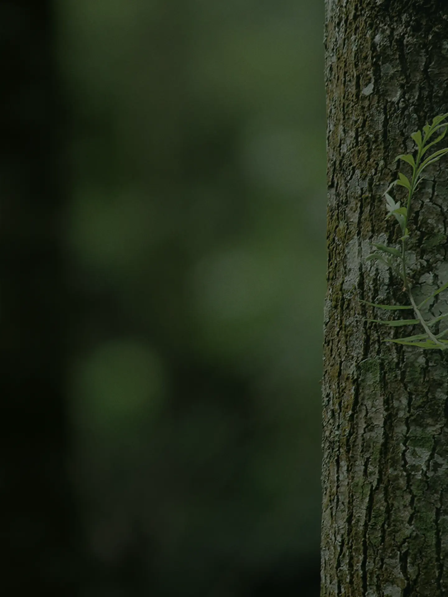Tree trunk with new green growth